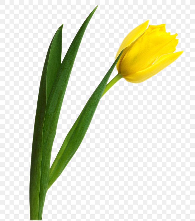 Tulip Color Clip Art, PNG, 794x928px, Tulip, Bud, Color, Cut Flowers, Flower Download Free