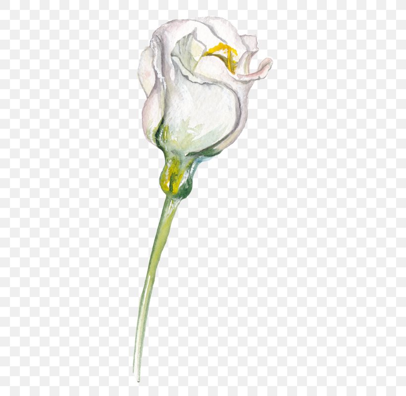 Drawing Flower Sketch, PNG, 388x800px, Drawing, Arum, Cut Flowers, Flora, Flower Download Free