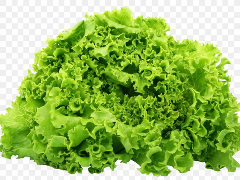 Romaine Lettuce Caesar Salad Vegetable, PNG, 1024x768px, Romaine Lettuce, Butterhead Lettuce, Caesar Salad, Celtuce, Endive Download Free