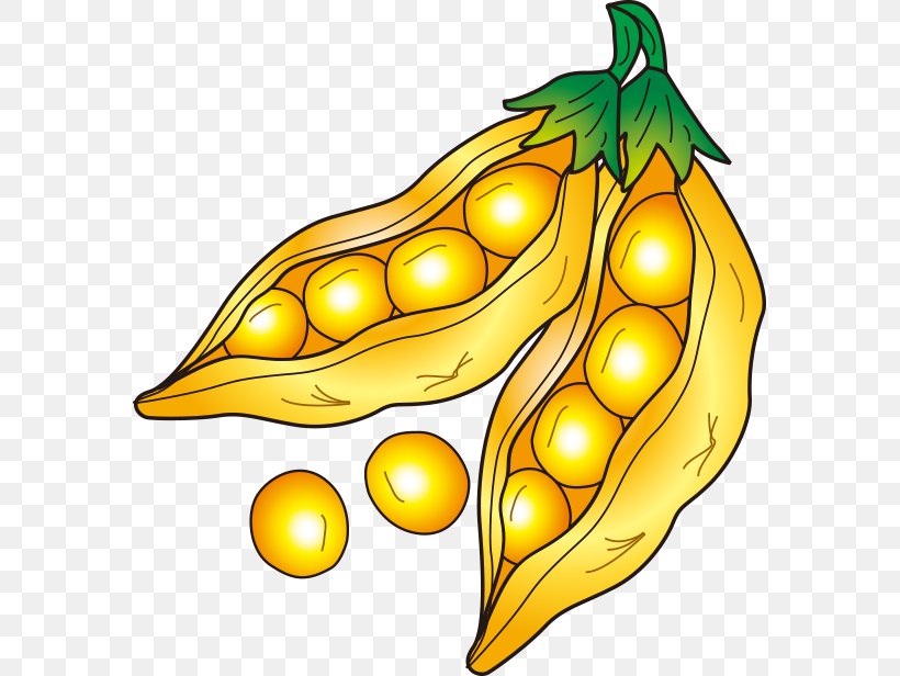 Soybean Drawing, PNG, 577x616px, Soybean, Art, Cartoon, Commodity, Drawing Download Free