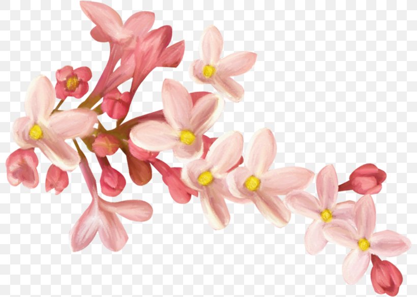 Clip Art, PNG, 800x584px, Floral Design, Blossom, Branch, Cherry Blossom, Cut Flowers Download Free