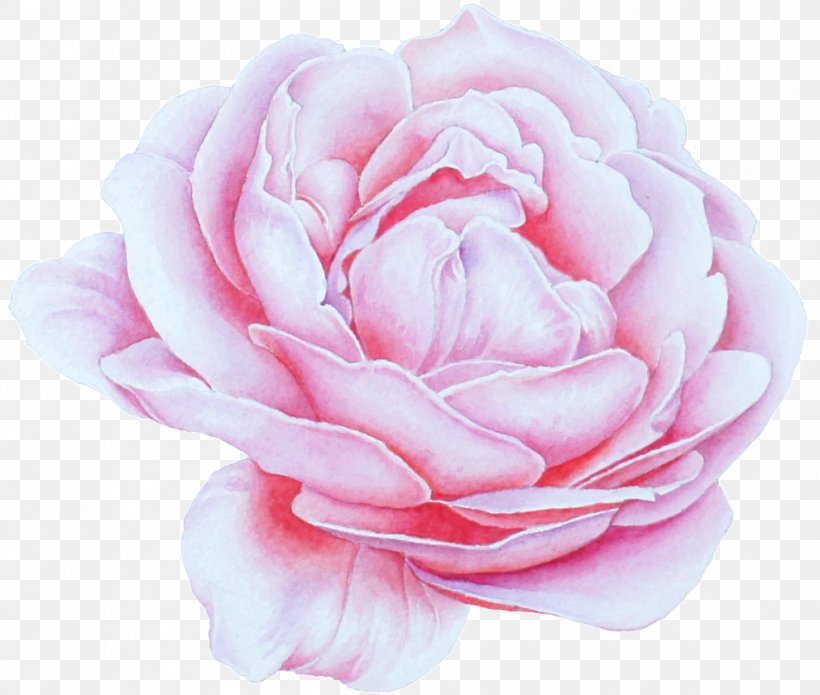 Garden Roses, PNG, 991x840px, Pink, Flower, Garden Roses, Hybrid Tea Rose, Petal Download Free