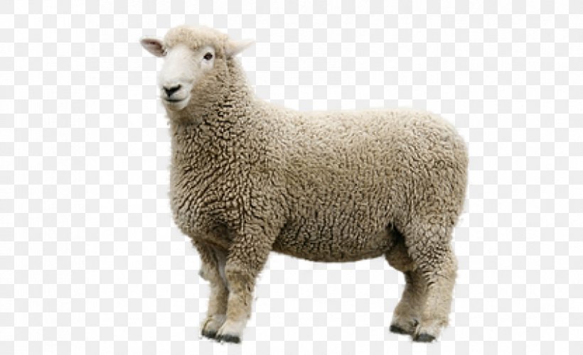 Merino Romney Sheep Goat Domestic Sheep Reproduction, PNG, 851x519px, Merino, Cow Goat Family, Domestic Sheep Reproduction, Eid Aladha, Goat Download Free