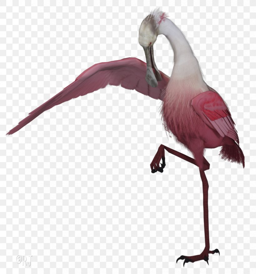 Pink Flamingo, PNG, 828x888px, Beak, Bird, Cranelike Bird, Feather, Flamingo Download Free
