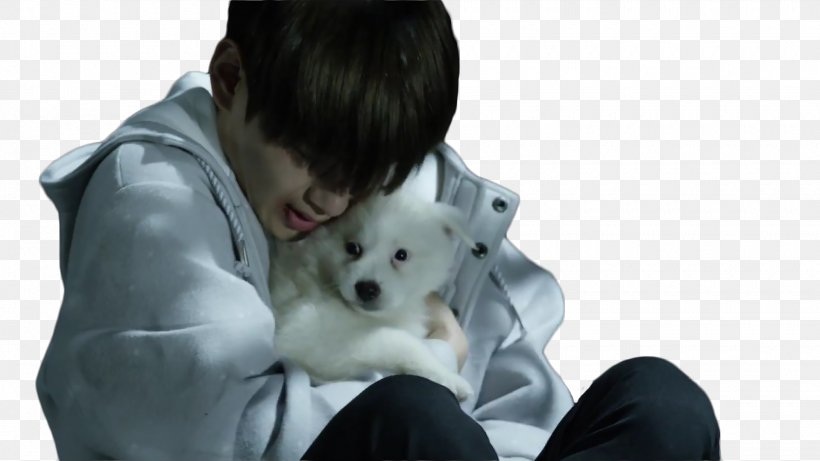 Dog Puppy BTS Stigma K-pop, PNG, 1920x1080px, Dog, Bts, Carnivoran, Companion Dog, Dog Breed Download Free