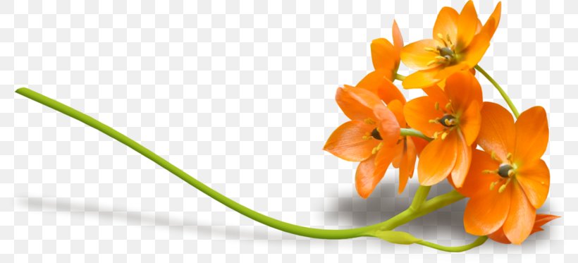 Flowers Background Png 800x373px Flower Blossom Cut Flowers Orange Petal Download Free,Giant Octopus Cooking