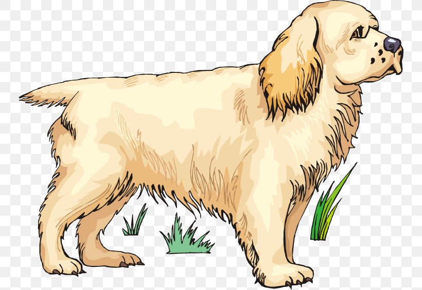 Golden Retriever Puppy Dog Breed Spaniel Companion Dog, PNG, 748x565px, Golden Retriever, Breed, Breed Group Dog, Carnivoran, Clumber Spaniel Download Free