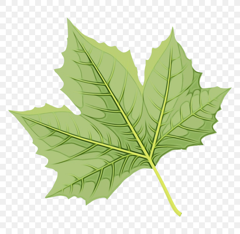 Leaf Maple Leaf / M Plane Trees Plane Tree Family Science, PNG, 800x800px, Watercolor, Biology, Leaf, Maple Leaf M, Paint Download Free