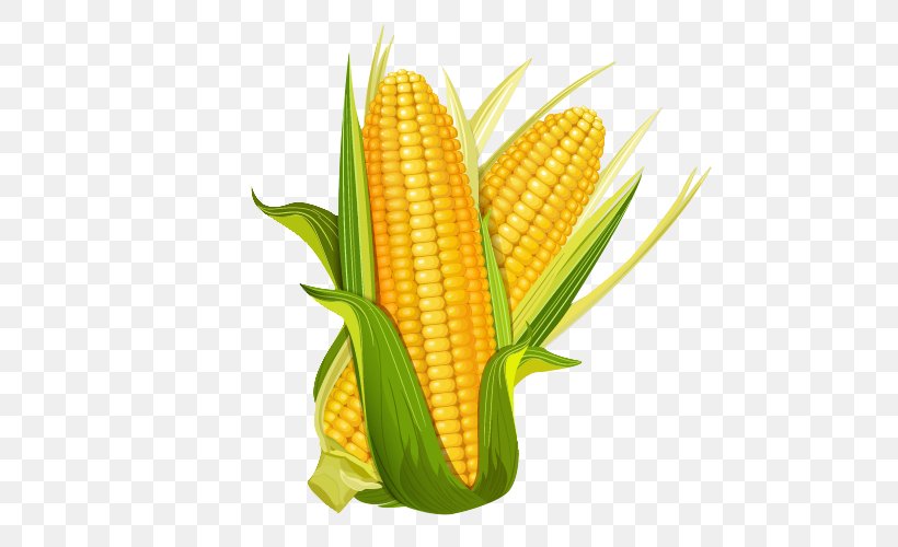 Maize La Mazorca Euclidean Vector Illustration, PNG, 500x500px, Maize, Cartoon, Cereal, Commodity, Corn Kernels Download Free