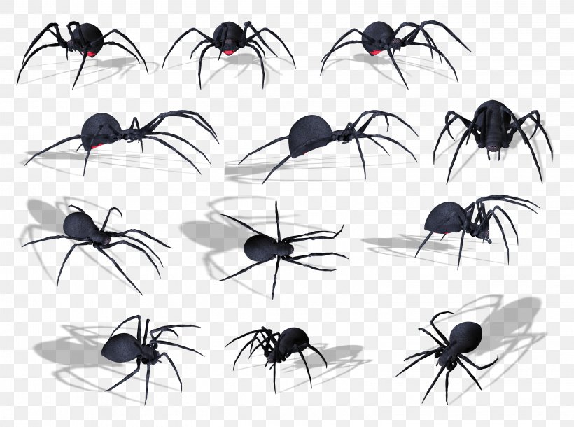 Spider Bite Papua New Guinea Insect Venom, PNG, 3046x2266px, Spider, Arachnid, Arthropod, Chelicerae, Eight Legs Download Free