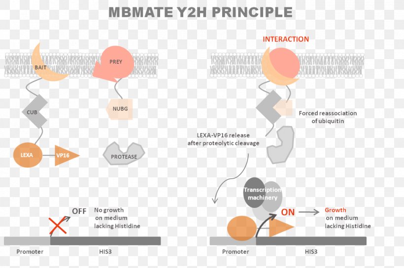 Two-hybrid Screening Reporter Gene Ubiquitin Yeast System, PNG, 1133x753px, Twohybrid Screening, Brand, Communication, Diagram, Gene Download Free