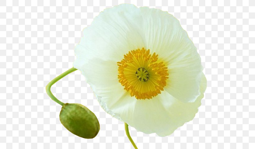 Common Poppy Flower Opium Poppy Clip Art, PNG, 552x480px, Poppy, Common Poppy, Flower, Flowering Plant, Lilium Download Free