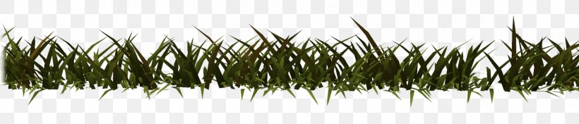 Grasses Line Plant Stem Family, PNG, 1500x323px, Grasses, Branch, Family, Grass, Grass Family Download Free