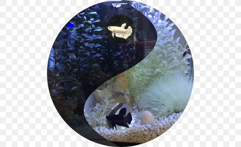 Siamese Fighting Fish Yin And Yang Animal Reptile, PNG, 500x500px, Fish, Algae, Animal, Blog, Child Download Free