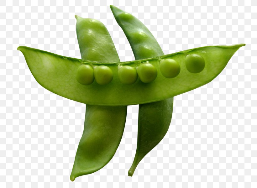 Snow Pea Snap Pea Vegetable Bean Green Pea, PNG, 800x600px, Snow Pea, Bean, Common Bean, Drawing, Edamame Download Free