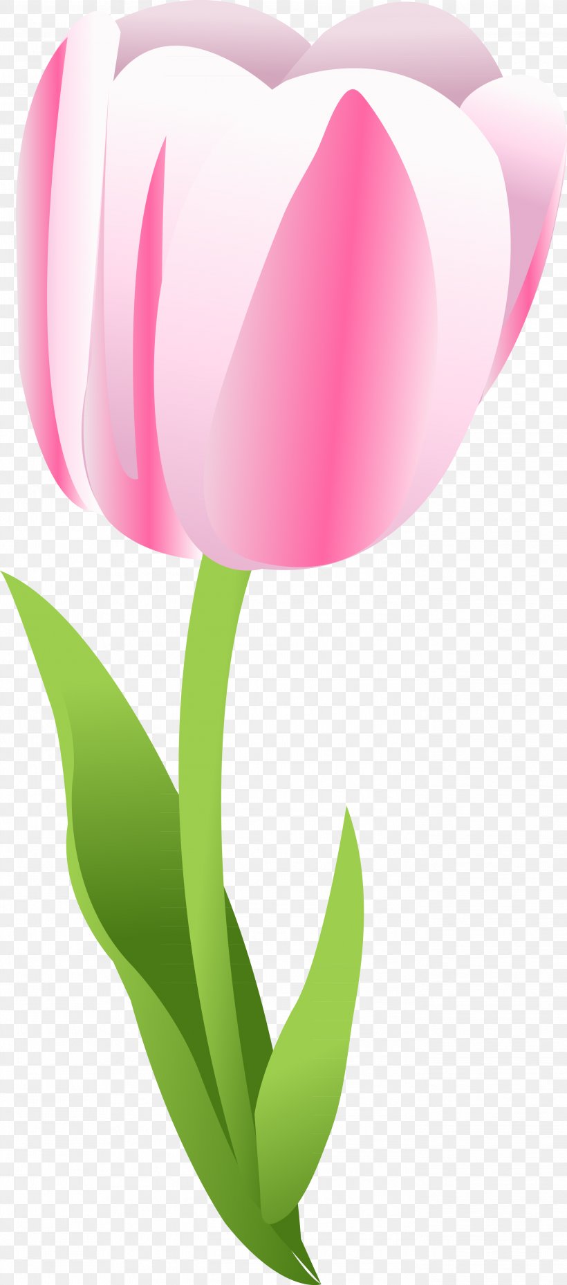 Tulip Desktop Wallpaper Clip Art, PNG, 2791x6322px, Tulip, Data, Flower, Flowering Plant, Liliaceae Download Free