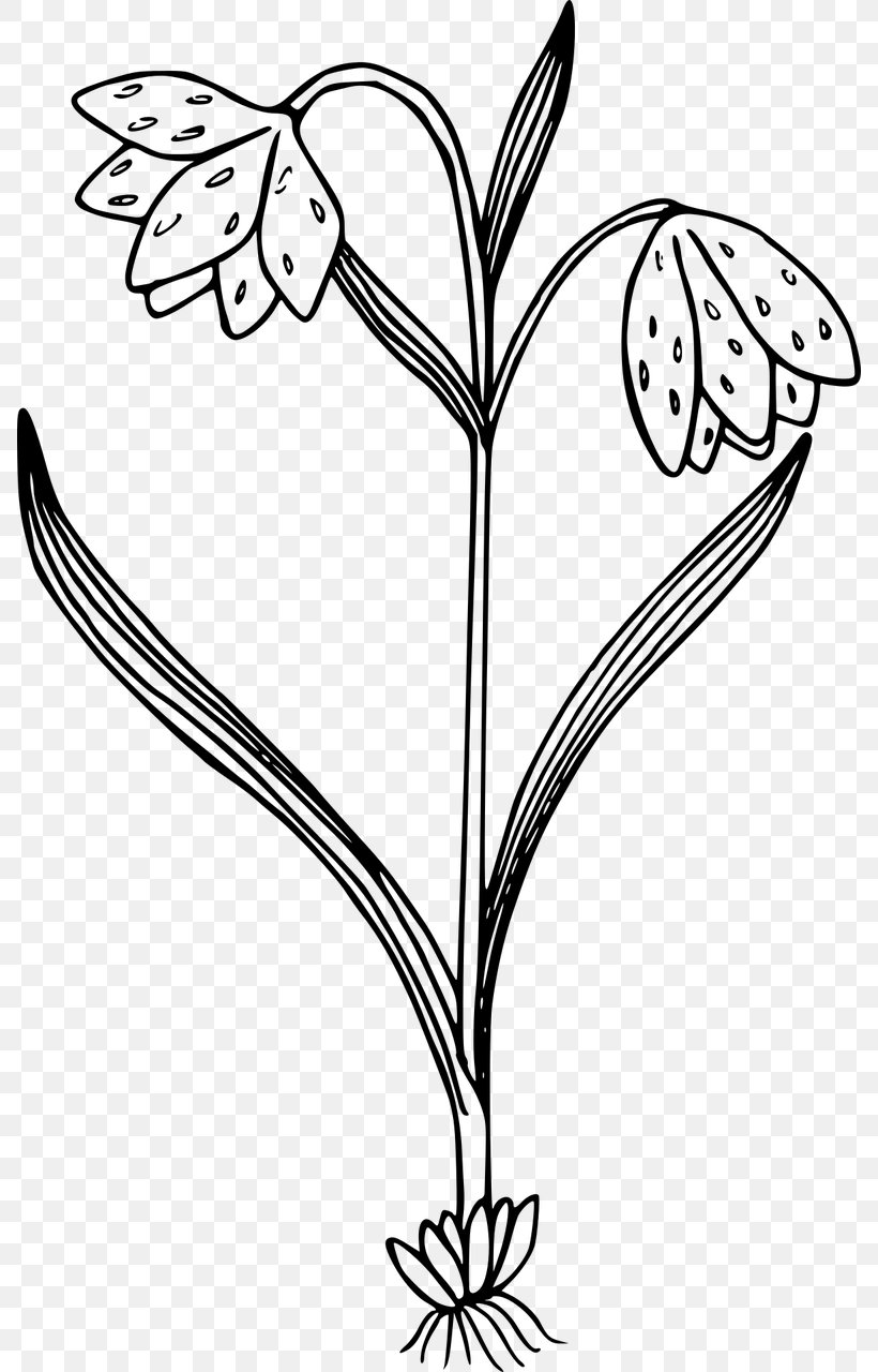 Black And White Flower Clip Art, PNG, 788x1280px, Watercolor, Cartoon, Flower, Frame, Heart Download Free