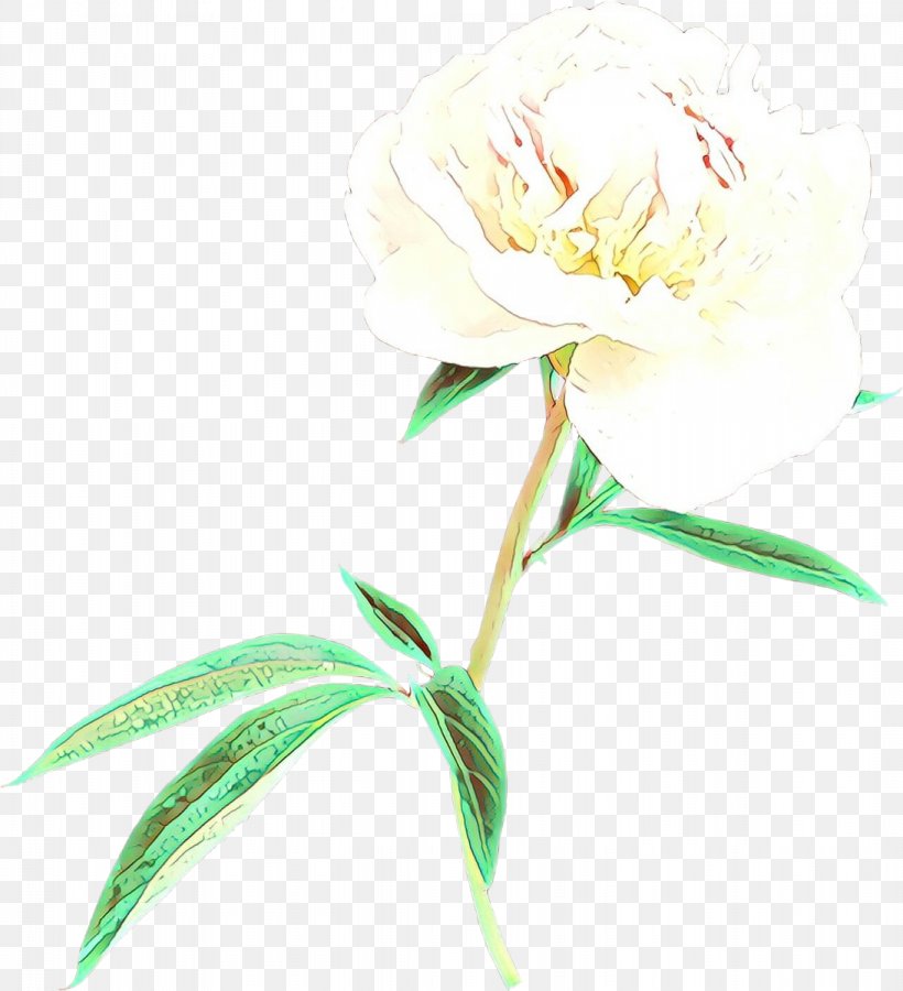 Flower Plant Cut Flowers Common Peony Chinese Peony, PNG, 1093x1200px, Cartoon, Chinese Peony, Common Peony, Cut Flowers, Flower Download Free