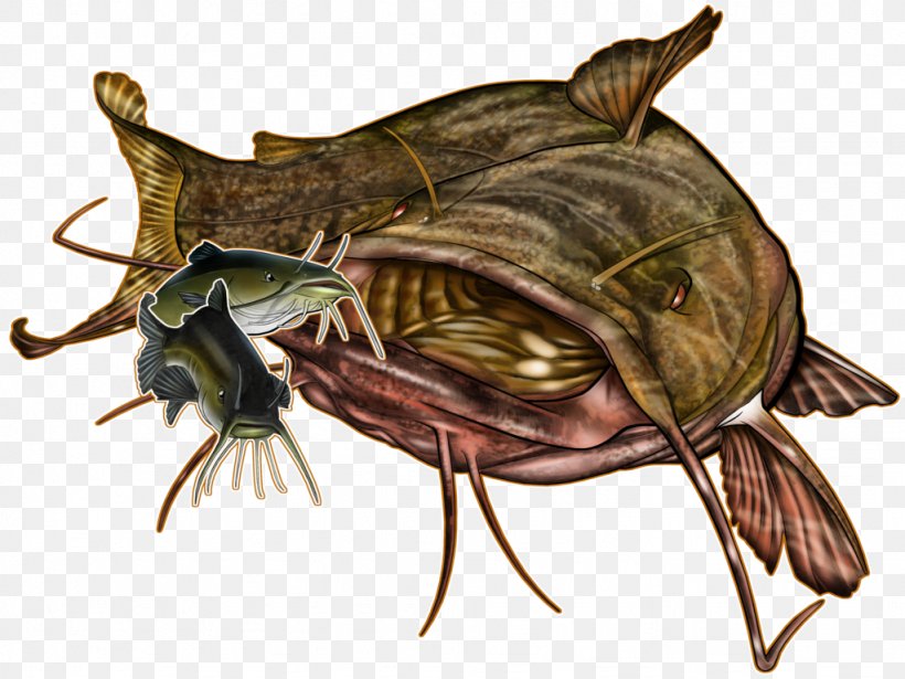 Reptile Insect Decapoda Pest Fish, PNG, 1024x768px, Reptile, Catfish, Decapoda, Fauna, Fish Download Free