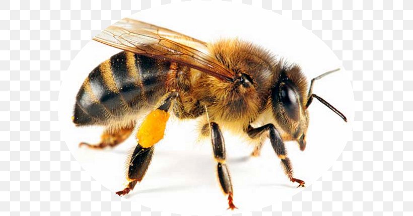 Western Honey Bee Insect Beehive Queen Bee, PNG, 591x429px, Bee, Arthropod, Beehive, Beekeeping, Beneficial Insects Download Free