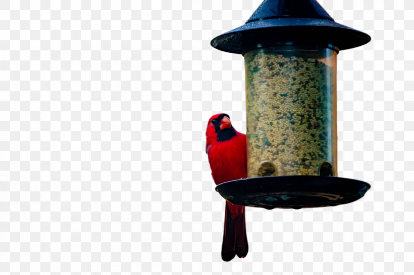 Birds Bird Food Bird Feeder Science Biology, PNG, 1200x800px, Birds, Biology, Bird Feeder, Bird Food, Science Download Free