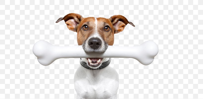 Jack Russell Terrier Stock Photography Puppy Bone Veterinarian, PNG, 591x401px, Jack Russell Terrier, Bone, Carnivoran, Companion Dog, Dog Download Free
