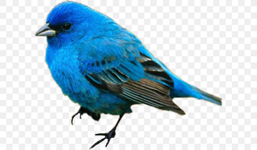 Hummingbird Tanager Blue Color, PNG, 600x480px, Bird, Animal, Beak, Blue, Blue Jay Download Free