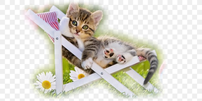 Kitten Puppy Siberian Cat Desktop Wallpaper Dog, PNG, 700x410px, Kitten, American Shorthair, Animal, Breed, Carnivoran Download Free