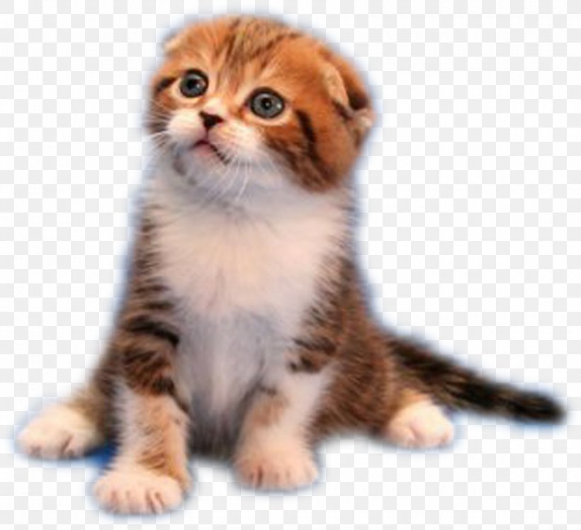 Whiskers Malayan Cat American Wirehair Kitten Domestic Short-haired Cat, PNG, 920x840px, Whiskers, American Wirehair, Applied Arts, Applique, Art Download Free