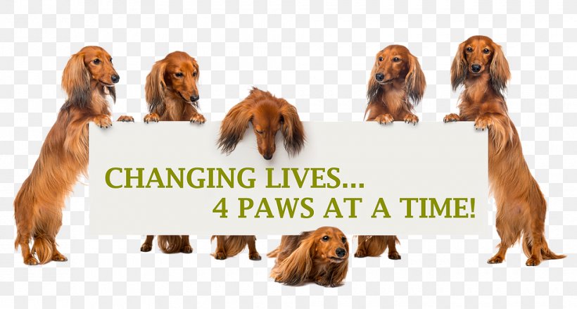 Irish Setter Sussex Spaniel Dachshund Dog Breed Companion Dog, PNG, 980x525px, Irish Setter, Animal, Breed, Carnivoran, Companion Dog Download Free