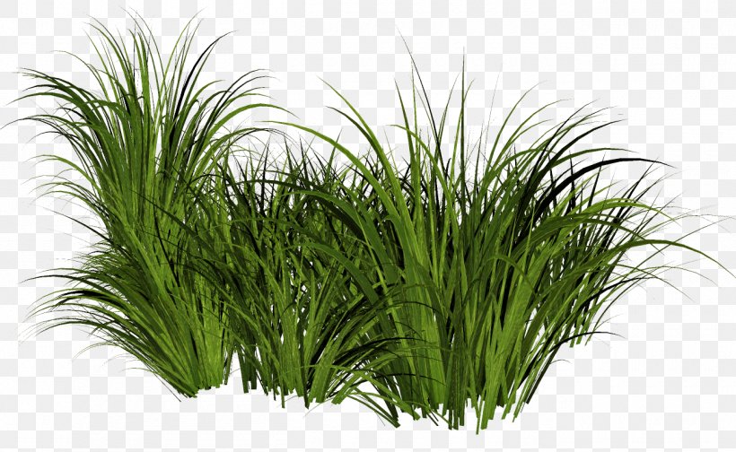 Clip Art Image Ornamental Grass, PNG, 1300x800px, Ornamental Grass, Bamboo, Chrysopogon Zizanioides, Commodity, Drawing Download Free