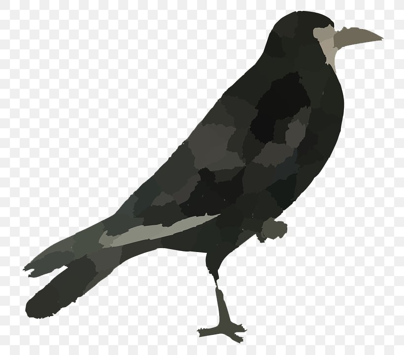 Rook Common Raven Bird, PNG, 777x720px, Rook, American Crow, Beak, Bird, Common Raven Download Free