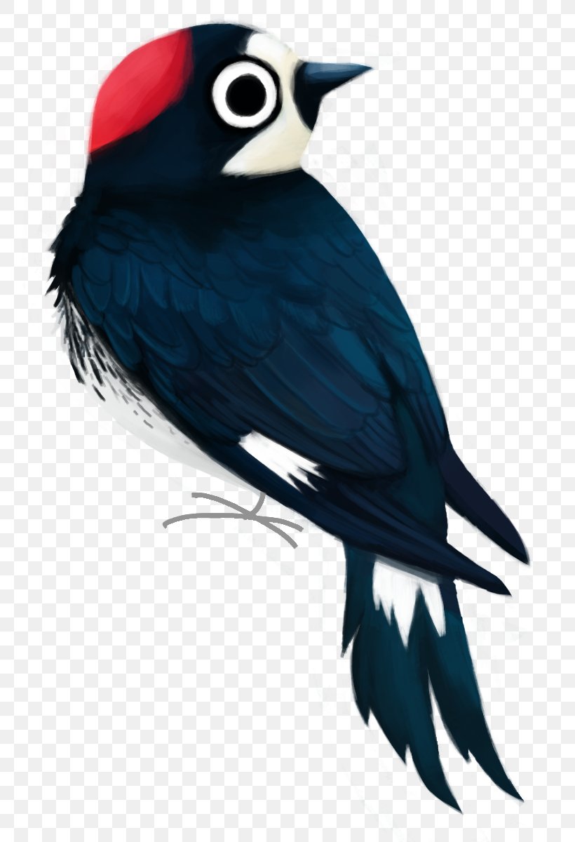 Acorn Woodpecker Clip Art Woody Woodpecker, PNG, 800x1200px, Woodpecker, Acorn Woodpecker, Beak, Bird, Bluebird Download Free