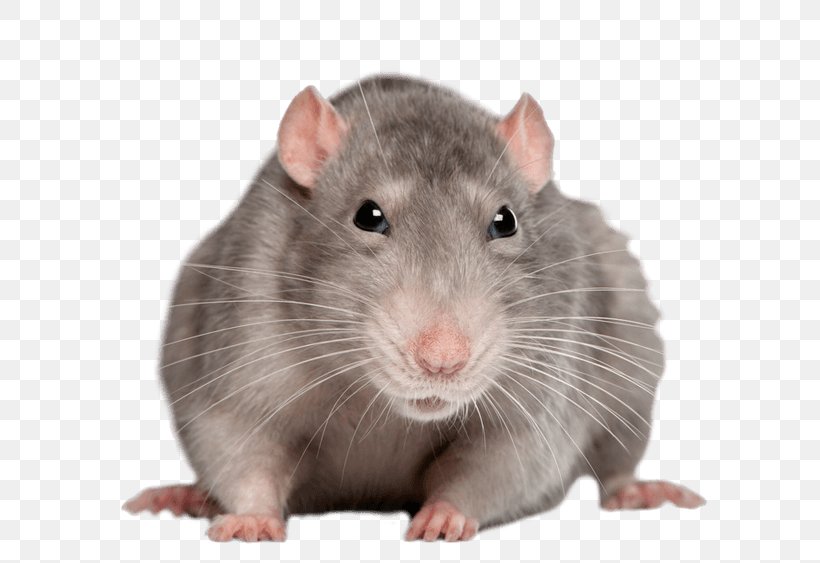 Brown Rat Black Rat Rodent Murids Genetics Of The Norway Rat, PNG, 800x563px, Brown Rat, Black Rat, Dormouse, Fancy Rat, Fauna Download Free