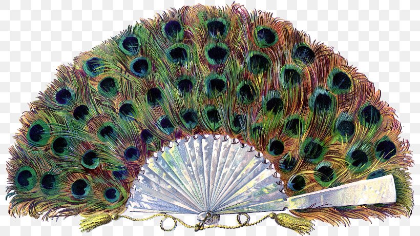 Feather Paper Hand Fan Pavo, PNG, 800x460px, Feather, Art, Clothing Accessories, Craft, Decorative Fan Download Free