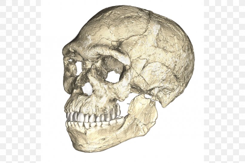 Homo Sapiens Early Human Migrations Fossil Science Recent African Origin Of Modern Humans, PNG, 900x600px, Homo Sapiens, Ardipithecus, Bone, Carl Sagan, Discovery Download Free