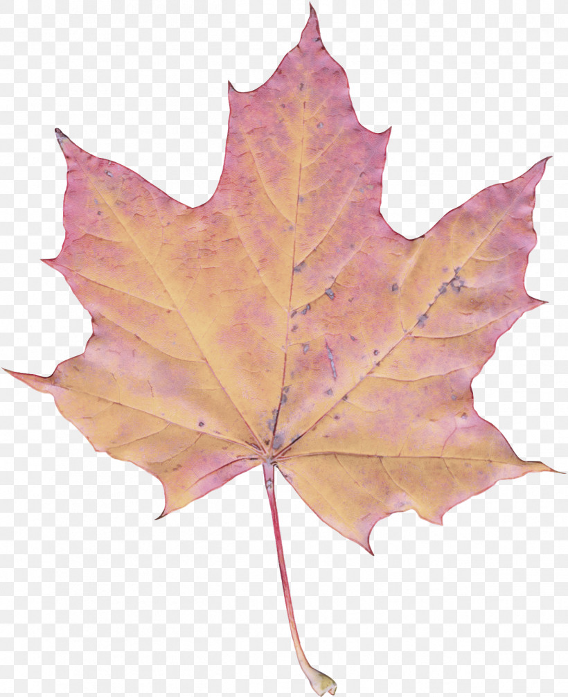 Leaf Maple Leaf / M Maple Tree Plant, PNG, 1298x1593px, Leaf, Biology, Maple, Maple Leaf M, Plant Download Free
