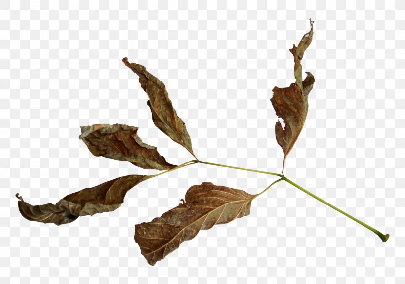 Leaf, PNG, 1600x1123px, Leaf, Apartment, Branch, Computer Graphics, Nightclub Download Free