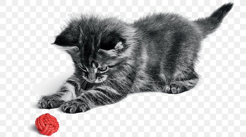 Persian Cat Norwegian Forest Cat Kitten Chartreux Dog, PNG, 753x457px, Persian Cat, Bengal Cat, Black, Black And White, Black Cat Download Free