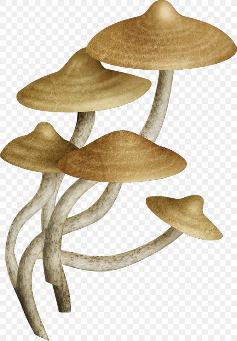 Fungus Common Mushroom U83cc, PNG, 889x1280px, Fungus, Blog, Common Mushroom, Concepteur, Drawing Download Free