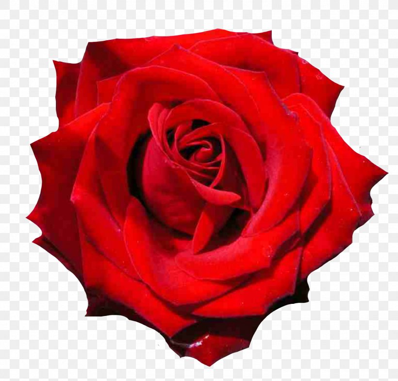 Garden Roses Black Rose Image Desktop Wallpaper, PNG, 1510x1447px, Garden Roses, Black, Black Rose, Blue Rose, Cabbage Rose Download Free