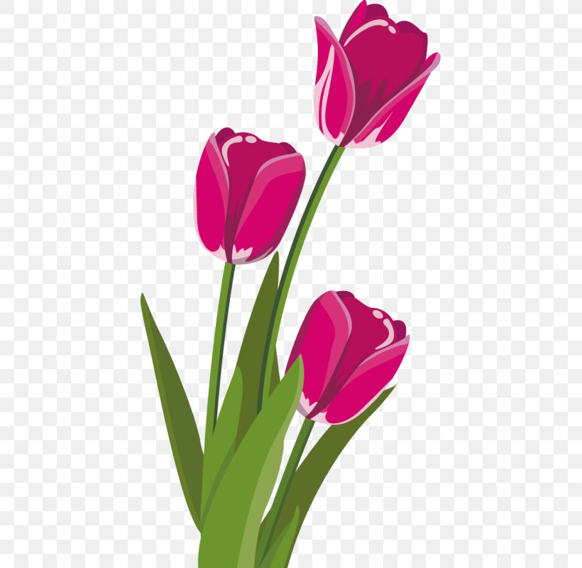 Tulip Clip Art Flower Bouquet Cut Flowers, PNG, 800x800px, Tulip, Bud, Cut Flowers, Daffodil, Floral Design Download Free