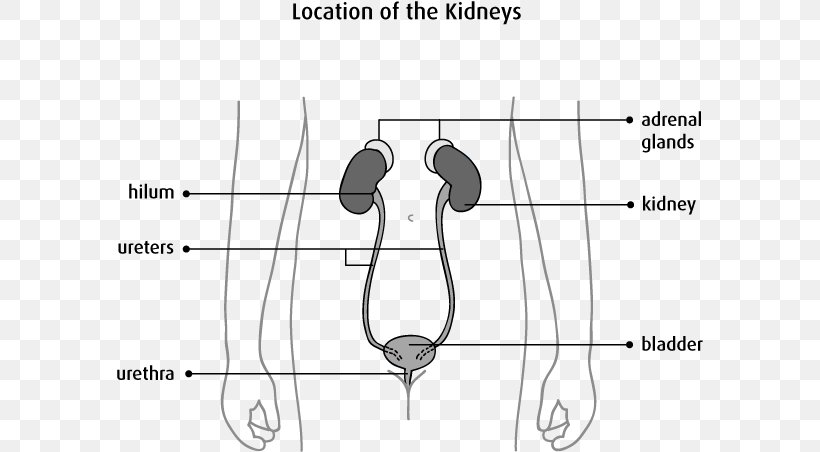 Kidney Ureter Excretory System Renal Pelvis Urine, PNG, 587x452px, Watercolor, Cartoon, Flower, Frame, Heart Download Free