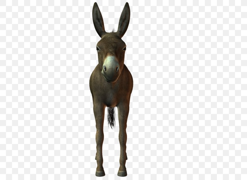 Mule Mustang Donkey Mane Freikörperkultur, PNG, 800x600px, 2019 Ford Mustang, Mule, Animal, Donkey, Ford Mustang Download Free