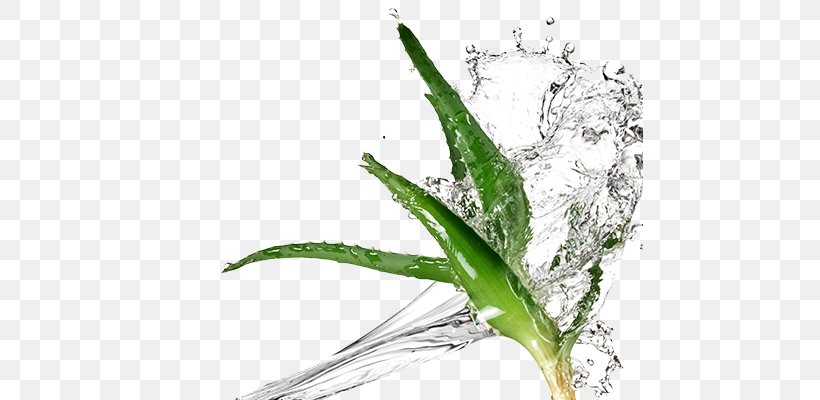 Aloe Vera Aloe Ferox Extract Cosmetics Plant, PNG, 600x400px, Aloe Vera, Aloe, Aloe Ferox, Cosmetics, Extract Download Free