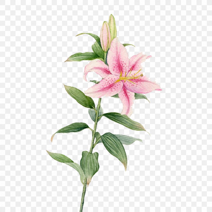 Flower Watercolor Painting Lilium, PNG, 1000x1000px, Flower, Art, Color, Cut Flowers, Drawing Download Free