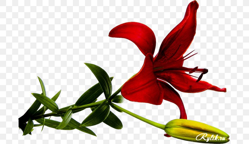 Lily Flower Image Drawing Red, PNG, 700x474px, Lily, Black, Blue, Botany, Color Download Free