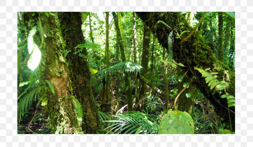 Rainforest Valdivian Temperate Rain Forest Tropical And Subtropical Coniferous Forests Tropical And Subtropical Moist Broadleaf Forests, PNG, 860x500px, Rainforest, Arecales, Biome, Broadleaved Tree, Ecosystem Download Free