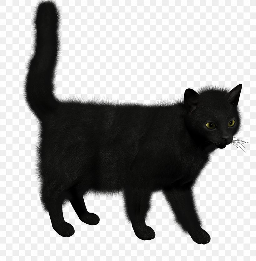Cat Kitten, PNG, 1490x1520px, Cat, Asian, Asian Semi Longhair, Black, Black Cat Download Free