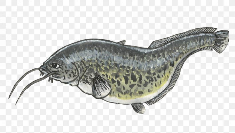 Drawing Common Carp Catfish, PNG, 900x510px, Drawing, Animal, Carp, Cartoon, Catfish Download Free